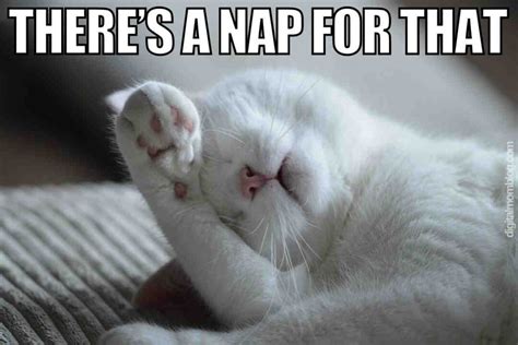 good nap meme|Epic nap .